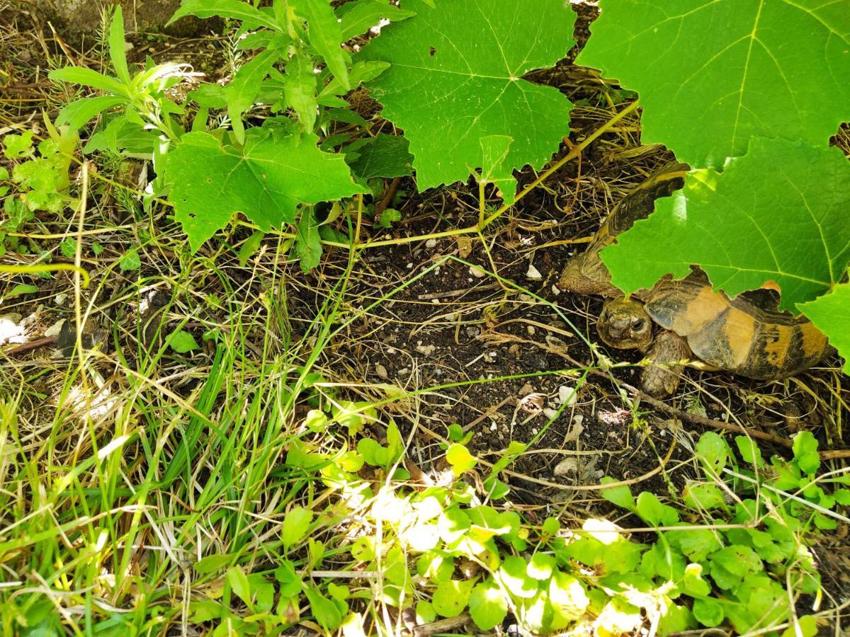 The Turtles Garden Villa Bečići Eksteriør bilde